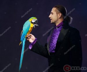 The magician & the parrot - Ảo thuật gia và con vẹt